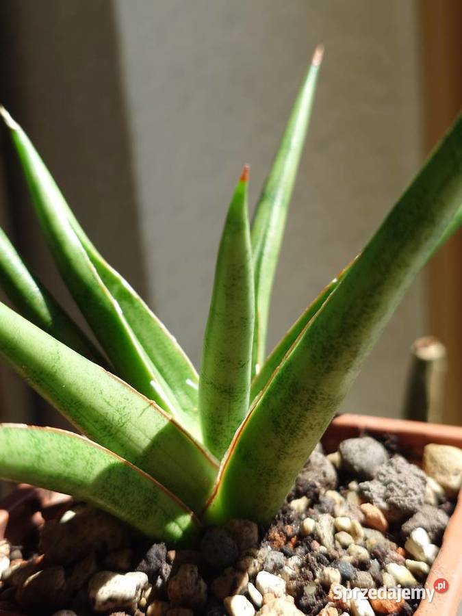 Sansevieria hybr White Medusa roślina z kolekcji Warszawa sprzedam