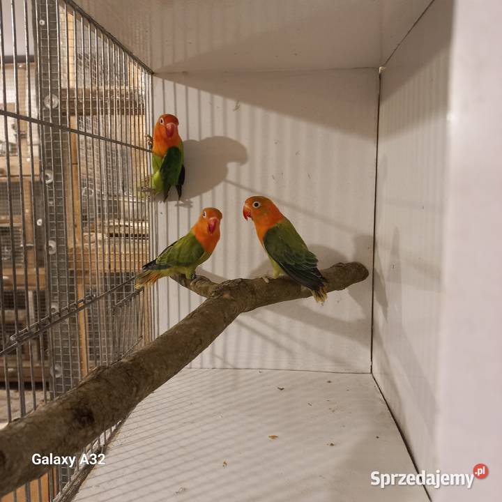 Nierozłączki fischera opale 2025r Garwolin