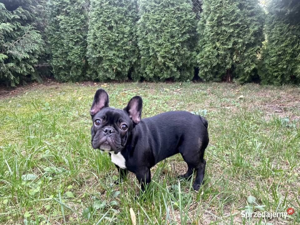 Buldog francuski szczenięta FCI sprzedam