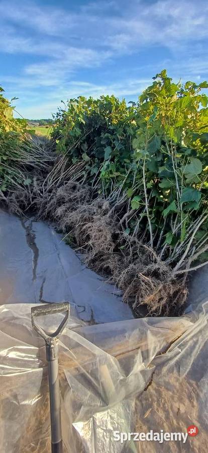 Sztobry czarnej porzeczki Czarnystok