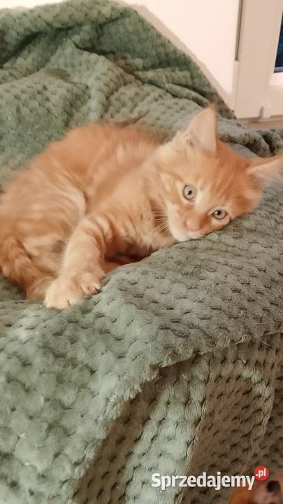 Kocurek Maine Coon Rodowód FPL Bytom Odrzański