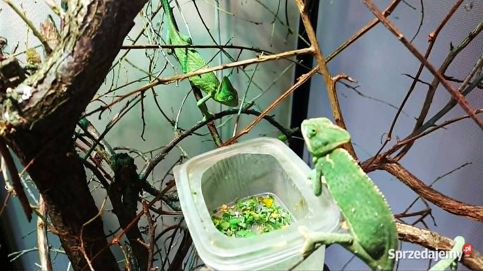 Kameleon jemeński kameleony jemeńskie samce i warmińsko-mazurskie Giżycko sprzedam