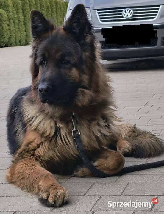 Owczarek Niemiecki Długowłosy Brudzewice