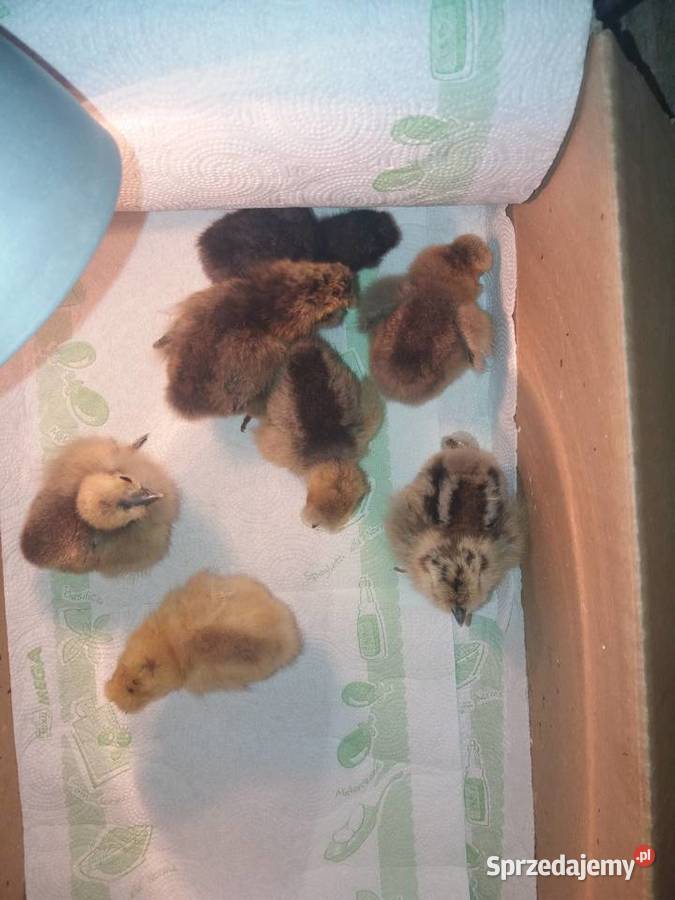 Jajka lęgowe Silki kujawsko-pomorskie sprzedam