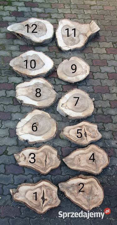Plastry drewna orzech Pakość