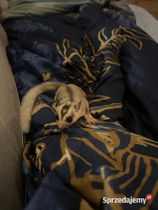 Lotopałanka karłowata dwóch braci samców Poznań