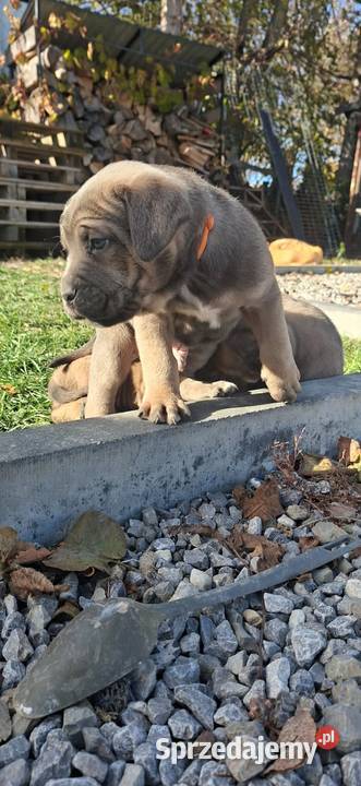 Cane Corso szczenieta rodowodowe błekitne i lubelskie