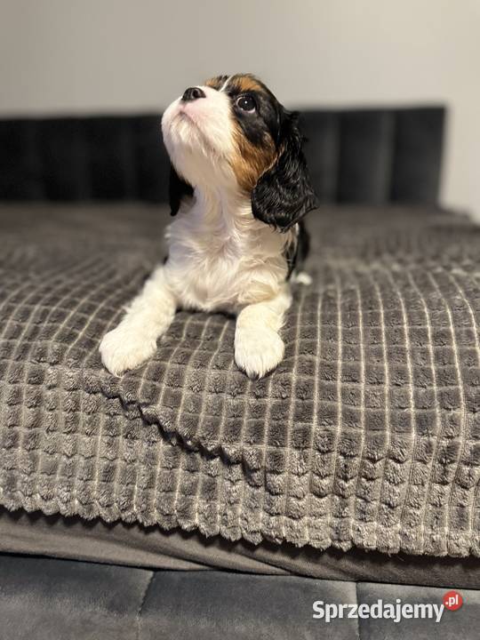 Cavalier szczeniaczki Bolęcin