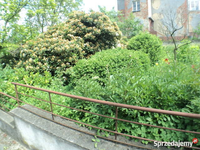 mieszkanie w ziębicach sprrzedaż gazowe sprzedam