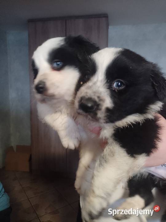 Border collie Załuczne sprzedam