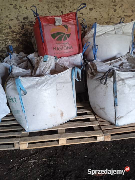 Groch tegoroczny dolnośląskie sprzedam