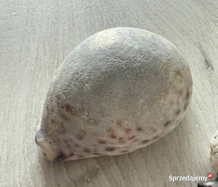 Muszle muszelki muszla naturalne ZANZIBAR