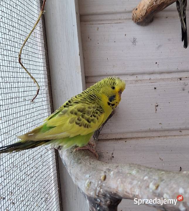 Papugi faliste rasowe i Nimfy Wystawowe Otyń