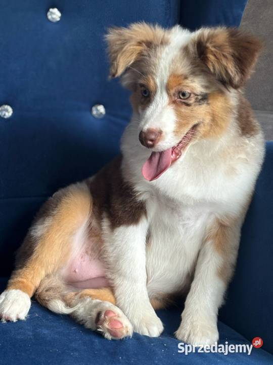miniaturowy owczarek amerykański mini aussie Toruń