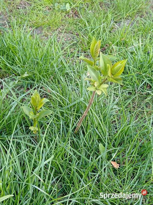 Bez lilak dwukolorowy Olesno sprzedam