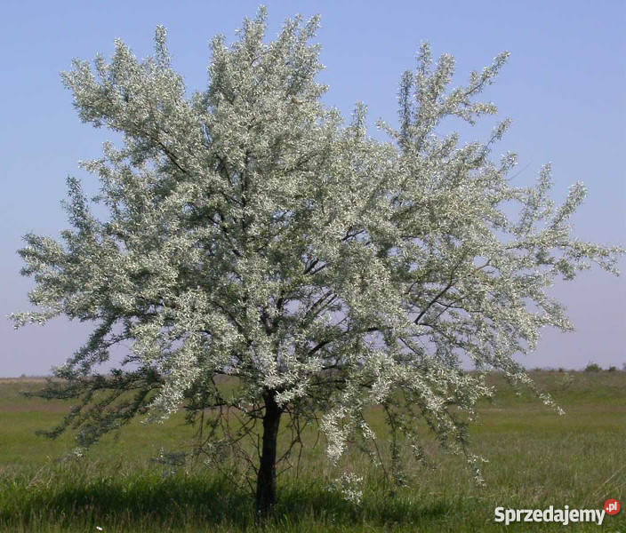 OLIWNIK WĄSKOLISTNY sadzonki w doniczkach Ustronie sprzedam
