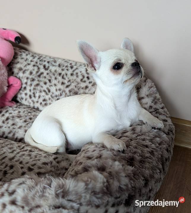 Piesek chihuahua kremowy ZKwP Zwierzęta