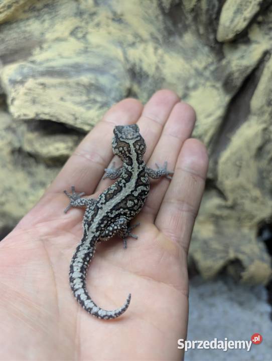 Gekon madagaskarski warmińsko-mazurskie Olsztyn sprzedam
