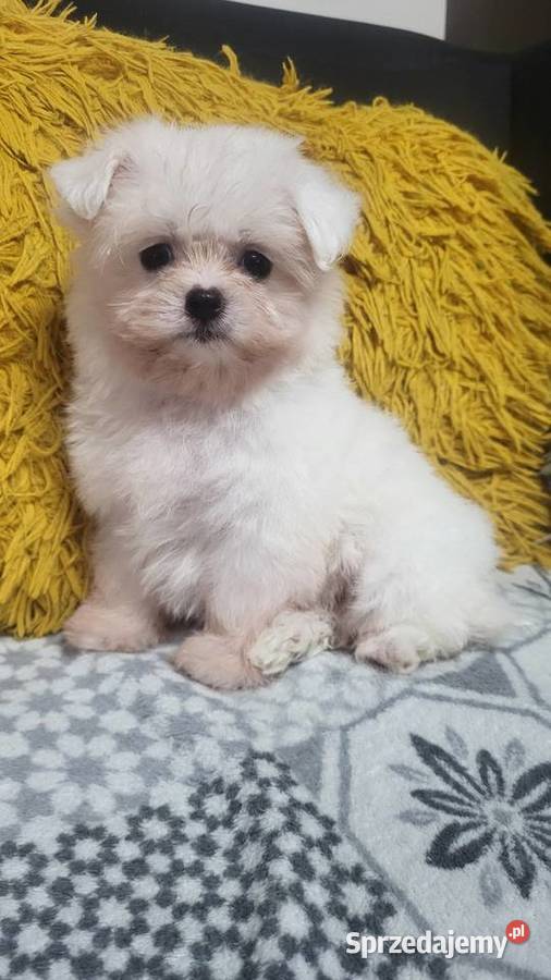 Maltańczyk maltanczyki Łukowa