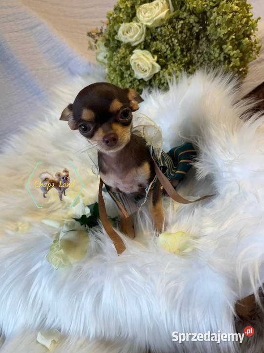 Chihuahua suczki z rodowodem black tricolor tan Skarżysko-Kamienna