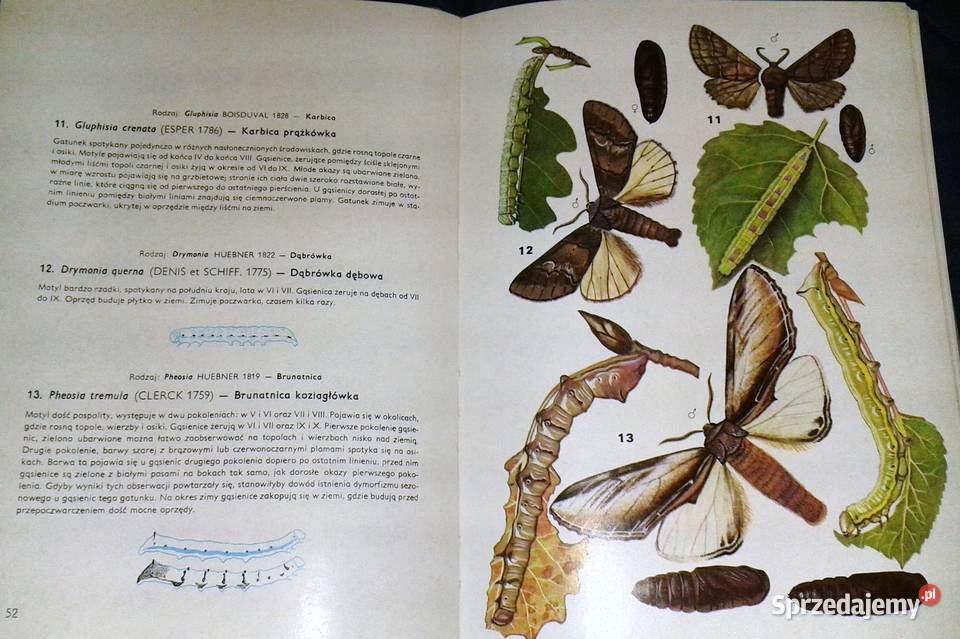 Motyle Polski Jerzy Heintze lubelskie Chełm sprzedam