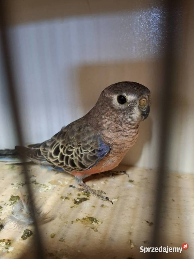 Lilianka samica Starogard Gdański