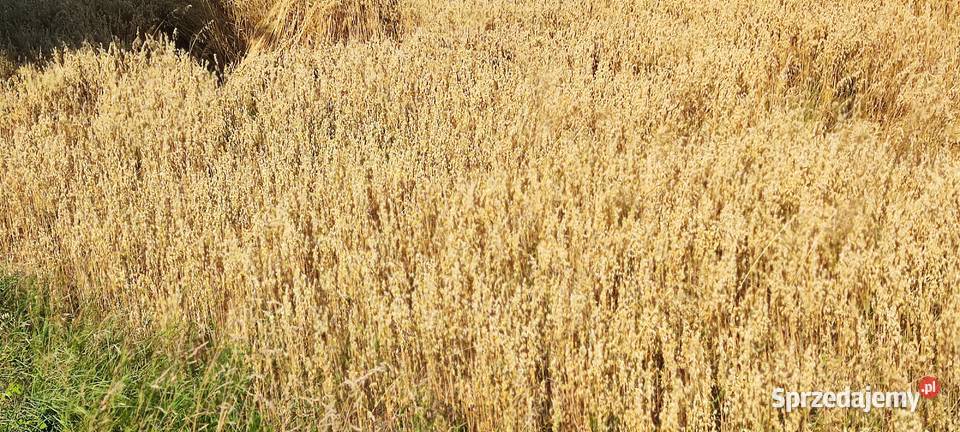 Owies ozimy Snowbird Iłża