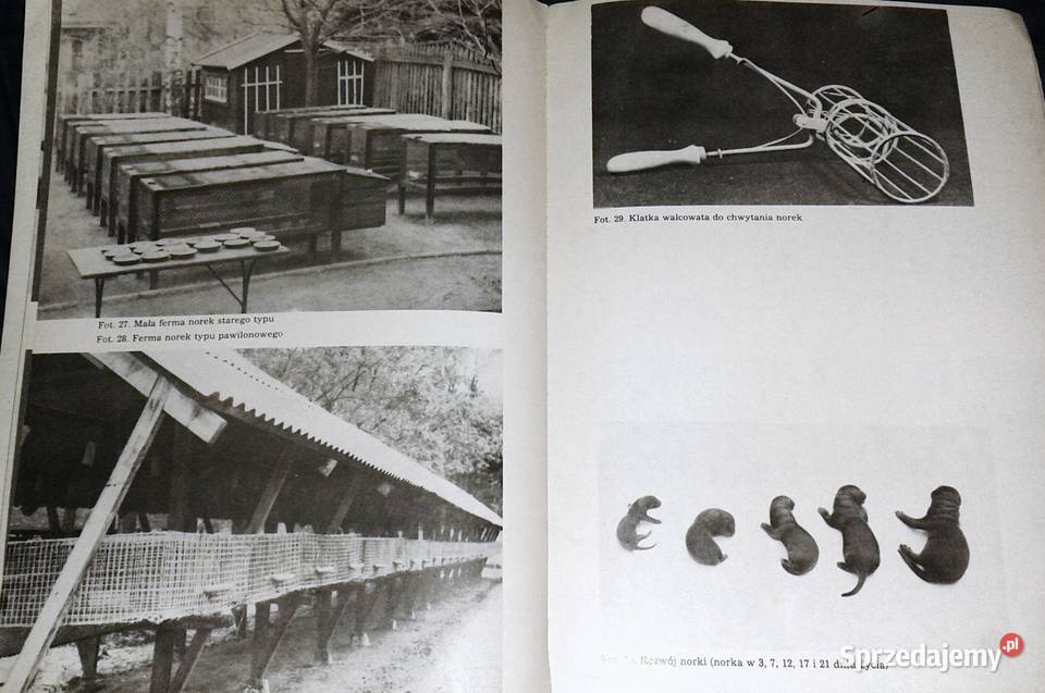 Hodowla zwierząt futerkowych Władysław Herman Pozostałe Chełm sprzedam