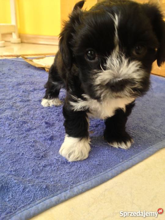 Sprzedam 3 szczeniaki mieszanka york i shihtzu Białystok