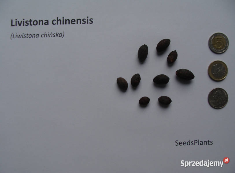 LIWISTONA CHIŃSKA Livistona chinensis NASIONA kujawsko-pomorskie Lubanie