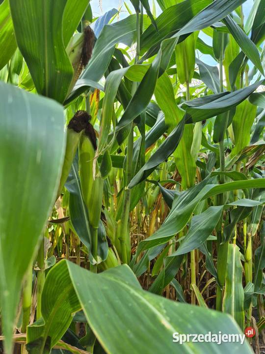 Nasiona kukurydzy Brevant P8902 Jerwonice