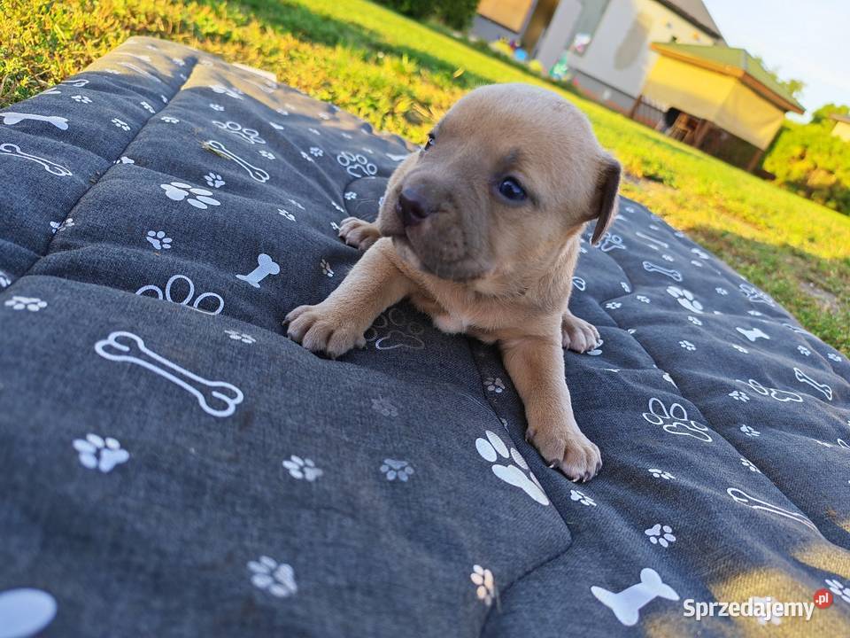 Szczeniak Amstaff Chełm