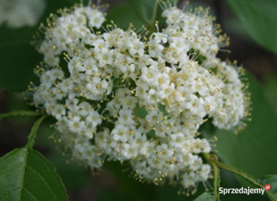 KALINA KANADYJSKA Viburnum lentago NASIONA 130 kujawsko-pomorskie Lubanie