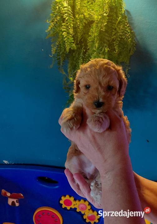 Maltipoo piesek morelowy Wyszków