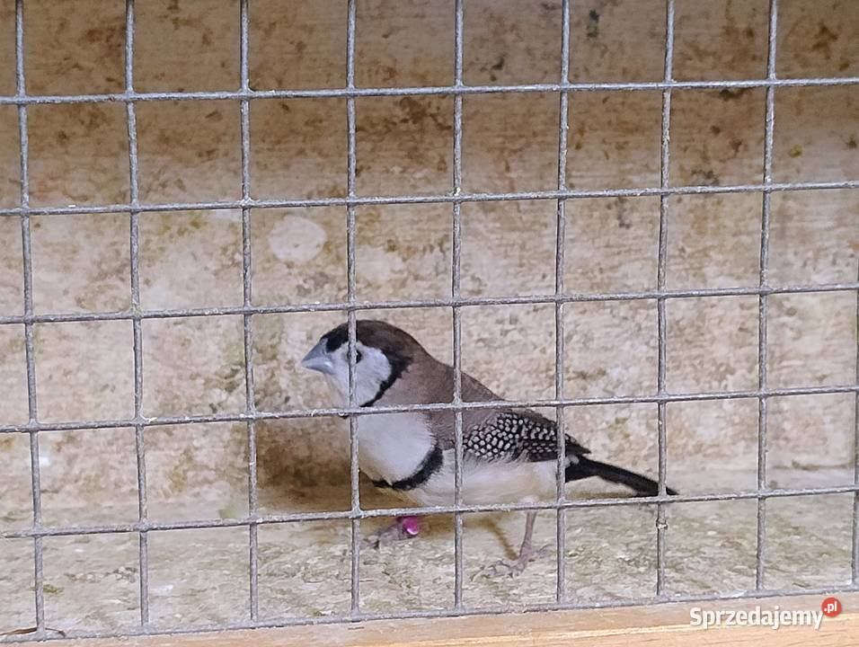 Amadyna Kratoskrzydła Blachownia