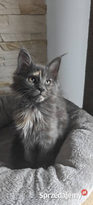 Maine Conn Betina łódzkie Poręby