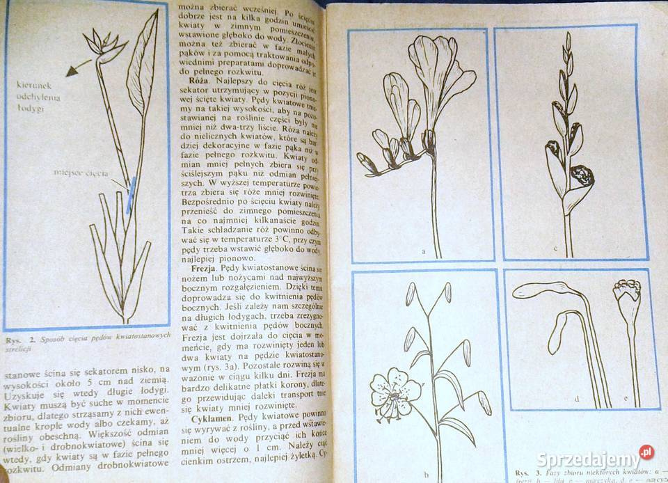 utrwalać i układać Kwiaty cięte w wazonie Chełm sprzedam