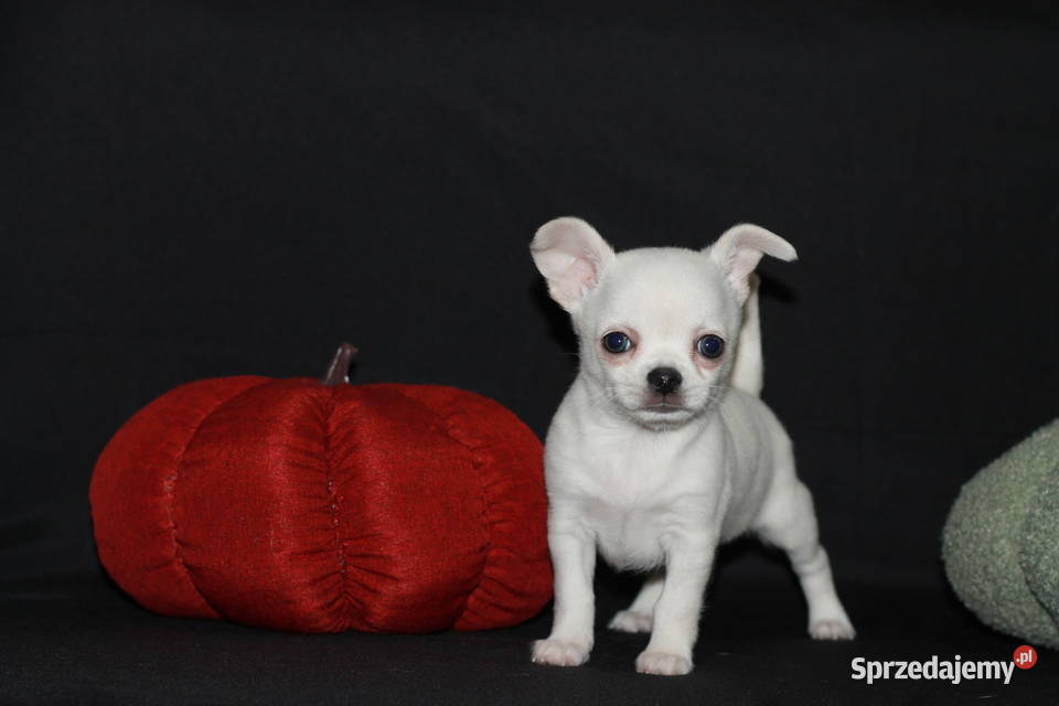 Chihuahua ZKwP FCI prawdziwy rodowód Świnoujście sprzedam