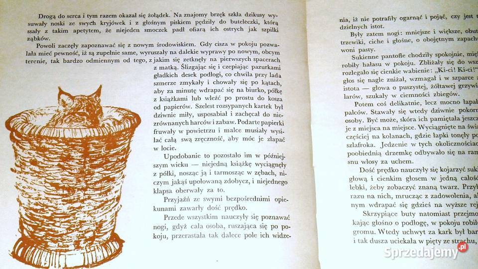 Nasz dom w zoo Rysice Dżolly i ska Borsunio Chełm sprzedam