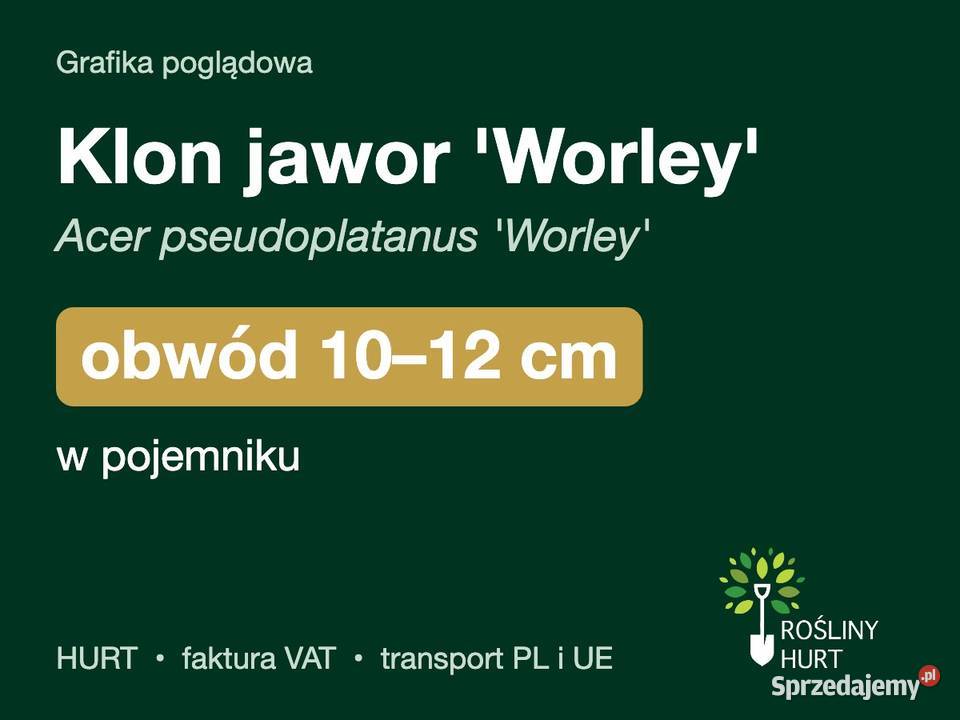 Klon jawor Worley obwód 1012 w pojemniku HURT Dom i Ogród