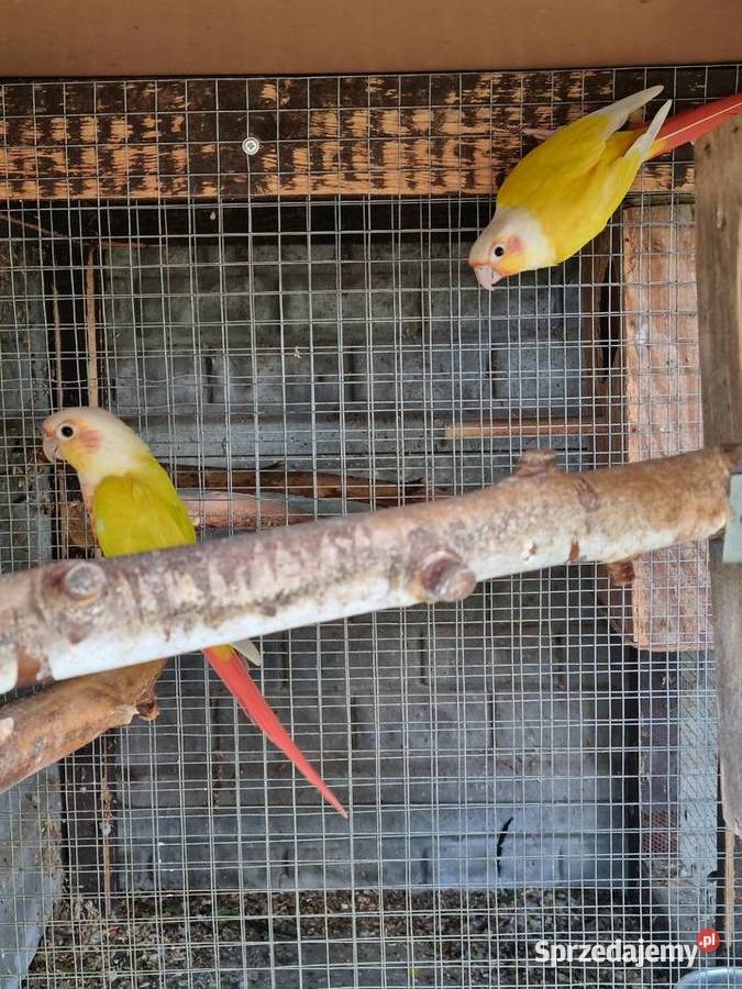 Papugi Rudosterki aleksandretty wielkopolskie Odolanów