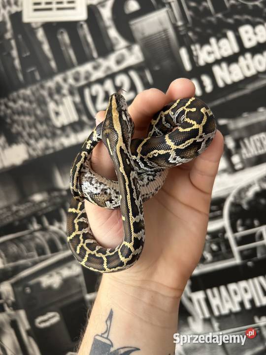 Pyton Birmański Classic 100 het Pied 50 albino Suchedniów