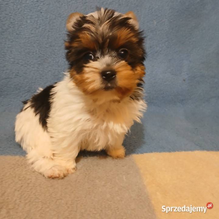 szczeniak york biewer samiec Rzeszów sprzedam