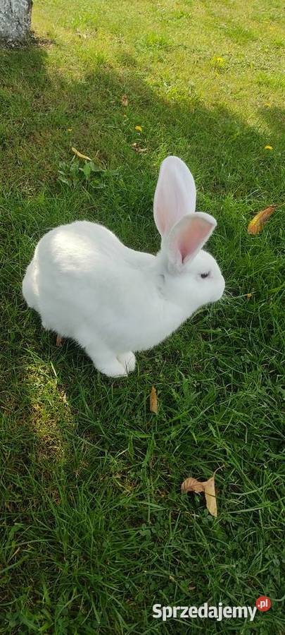 Sprzedam króliki Króliki wielkopolskie Krotoszyn