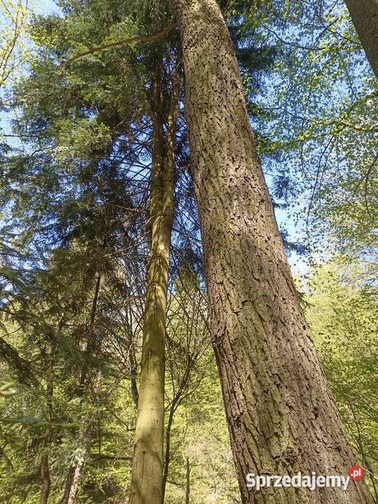 Las Karwodrza połowa małopolskie