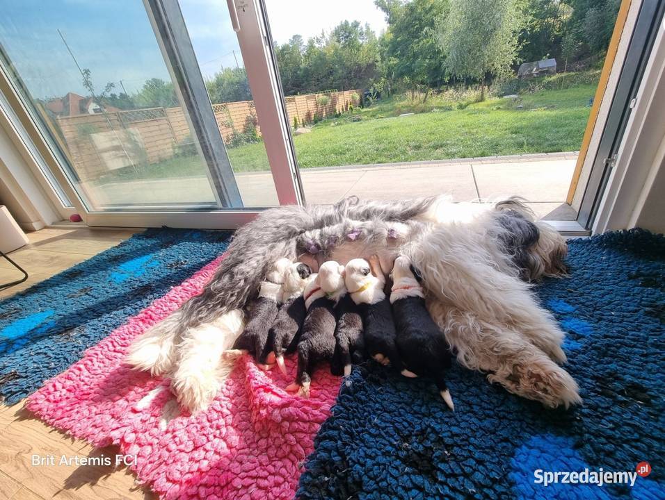 Owczarek staroangielski Bobtail Serock