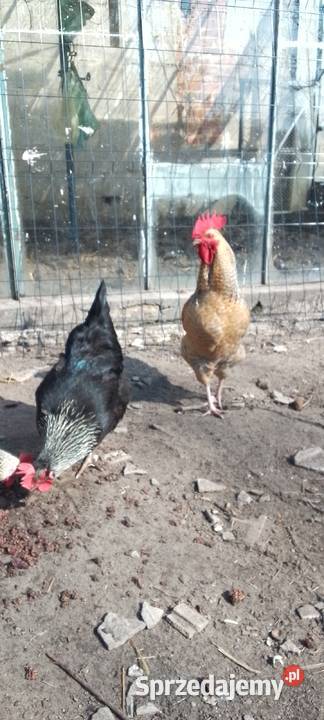 Sprzedam jaja lęgowe kur rasy green shell mazowieckie Sarnów