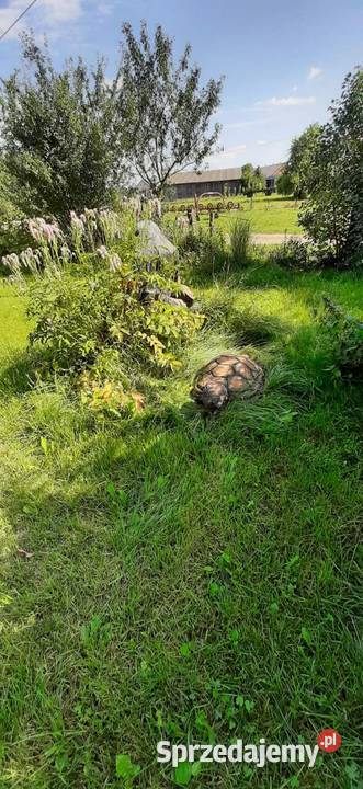 Siedlisko z domem całorocznym letniskowym Chorzele