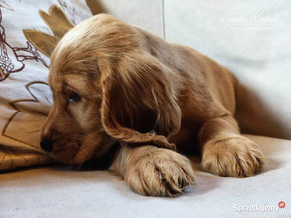 Cocker Spaniel Angielski pełny rodowód FILM Wieliczka