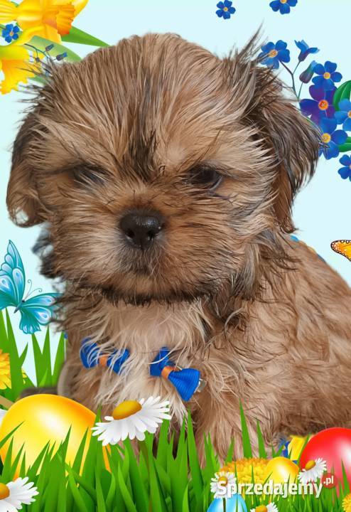 Do odbioru śliczny piesek rasy ShihTzu Wieruszów